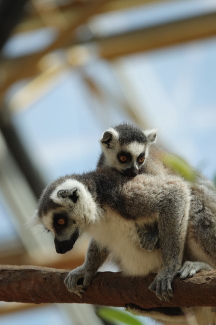 Un nou pui de lemur de la Zoo București caută un nume potrivit