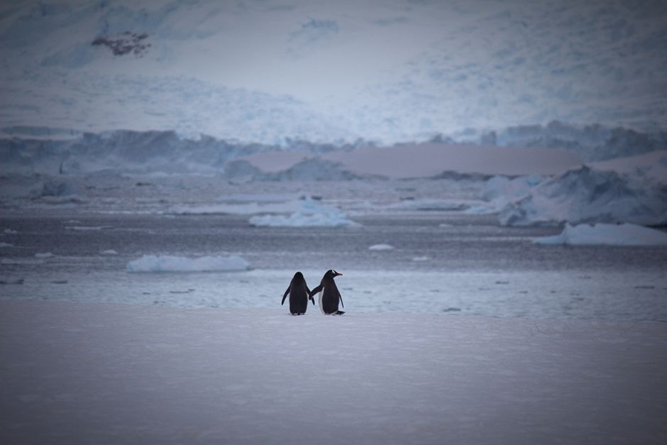 Cautare angajati pentru o misiune unica: numararea pinguinilor in Antarctica cu un salariu de 2.500 de euro