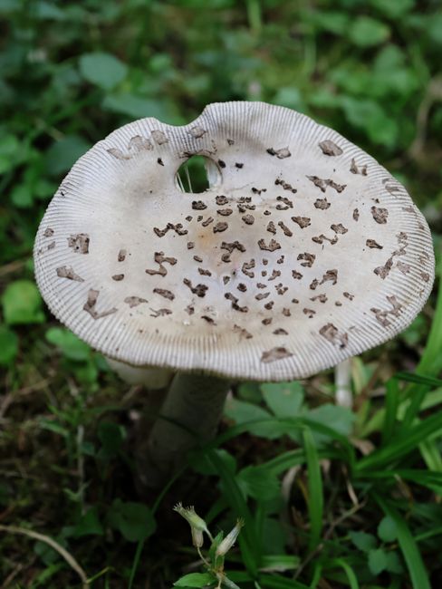 Descoperirea incredibilă a unei ciuperci rare în Himalaya: o comoară naturală