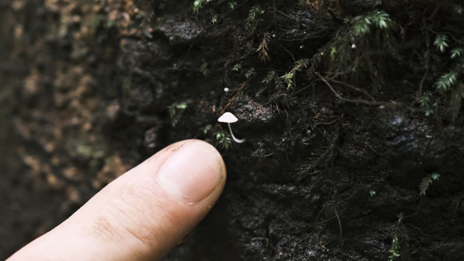 Descoperirea rară a unui culegător polonez: ciuperca valoroasă din Himalaya
