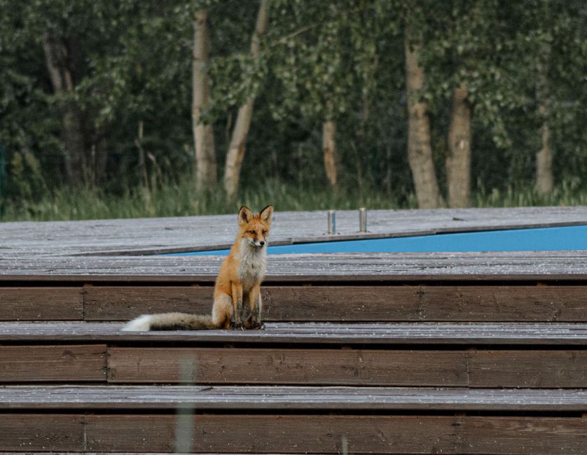 Atenție, ieșeni! O vulpe a fost observată în Copou – iată ce trebuie să faceți