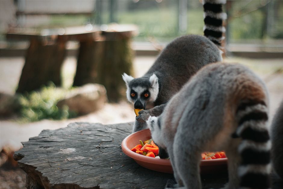 Numele noului lemur de la Zoo București a fost ales de public