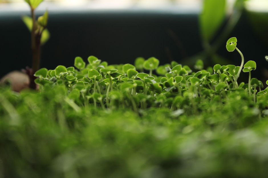 Descoperă beneficiile germenilor și microplantelor: o nouă carte lansată la Sibiu