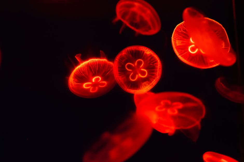 Descoperirea uimitoare a meduzei nemuritoare: cheia longevității umane?