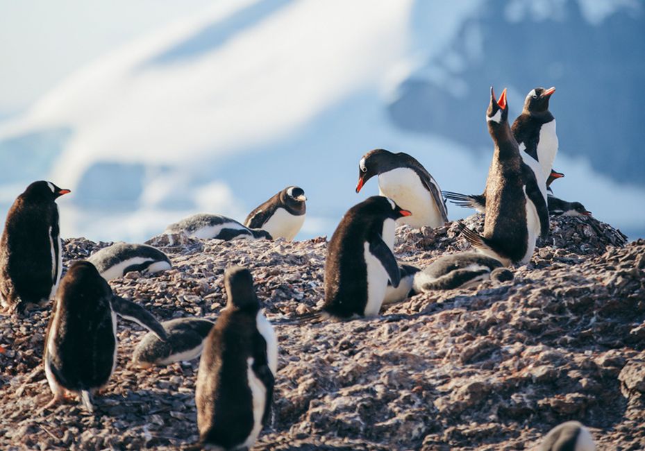 Pinguinii din Antarctica: o sursă neașteptată de metan cu impact asupra climei