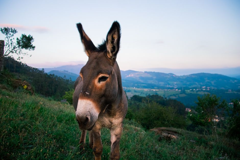 Descoperă o oportunitate unică de cazare gratuită la o fermă din Spania