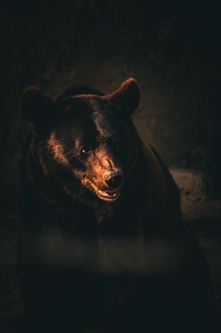 Alerta falsă cu ursul din Câmpina: cum o imagine creată de IA a dus la panică