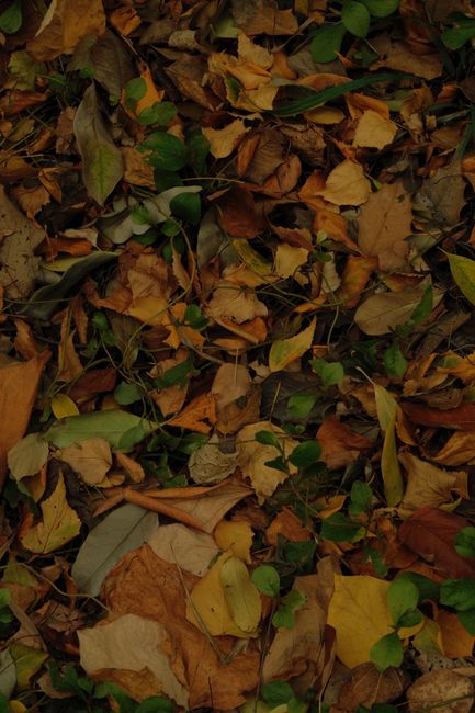 Cum poți transforma frunzele de toamnă în compost benefic pentru grădina ta