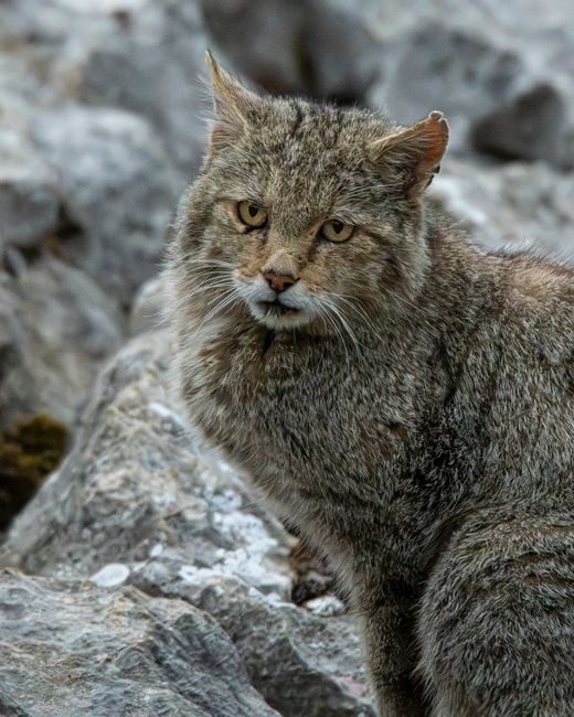 O raritate în pădurile Vrancei: o pisică sălbatică surprinsă în habitatul său natural