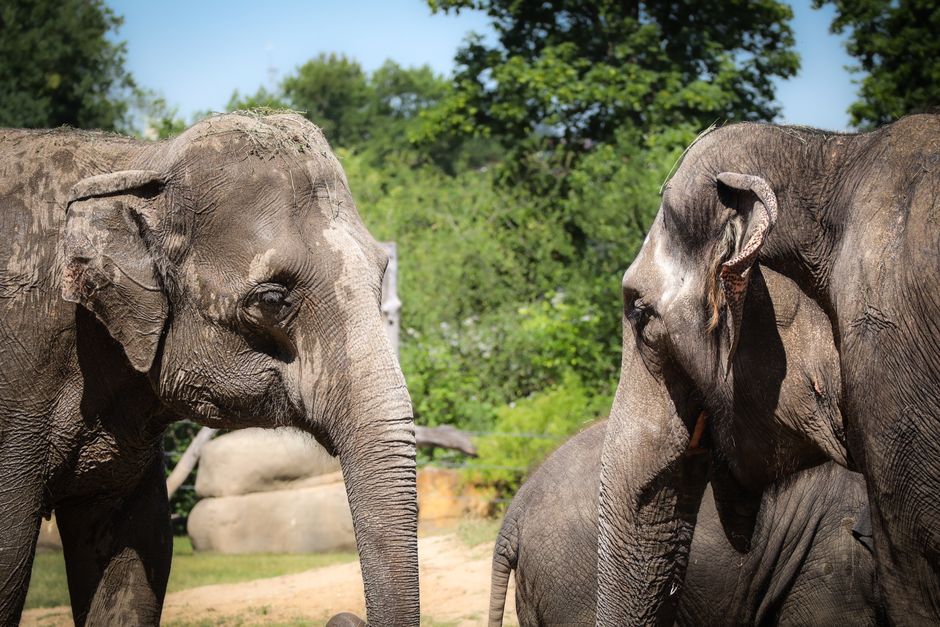 Ultima ocazie de a hrăni elefanții! Zoo Park se închide pe 8 noiembrie