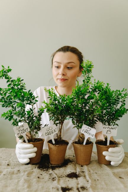 Descoperă plantele care aduc iubirea și armonia în locuința ta
