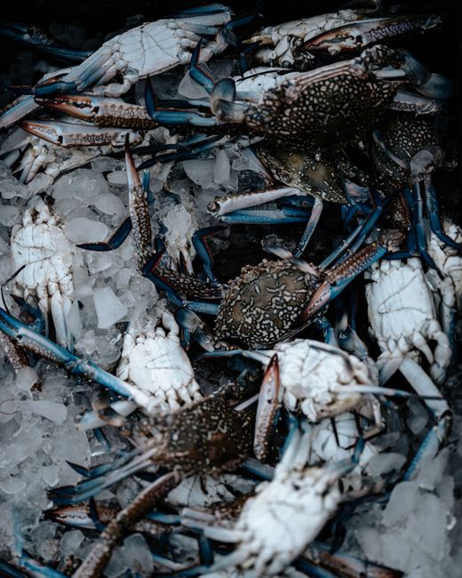 Crabul albastru american, o provocare pentru pescari și o oportunitate gastronomică
