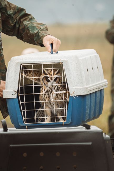O lebădă rănită salvată în inima Târgu Jiu