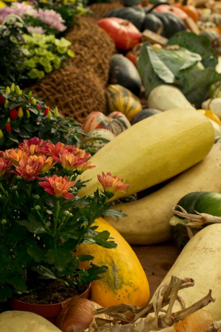 Transformarea surprinzătoare a fermierilor din Curtici: de la legume la flori