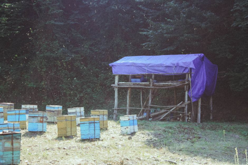 O descoperire rară în pădurile din Serbia: stup de miere găsit în interiorul unui copac