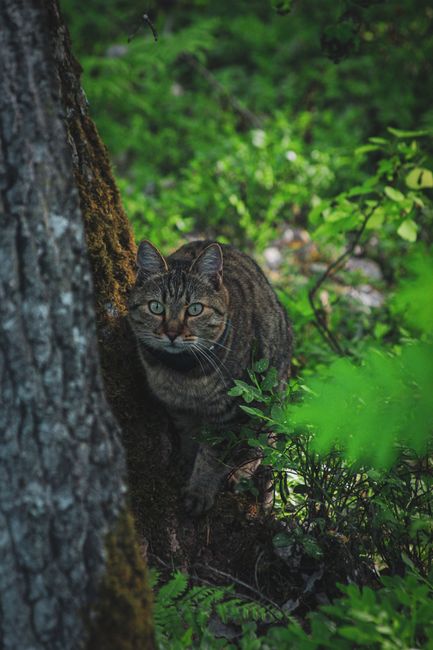 Imagini surprinzătoare cu o pisică sălbatică în Parcul Natural Putna-Vrancea