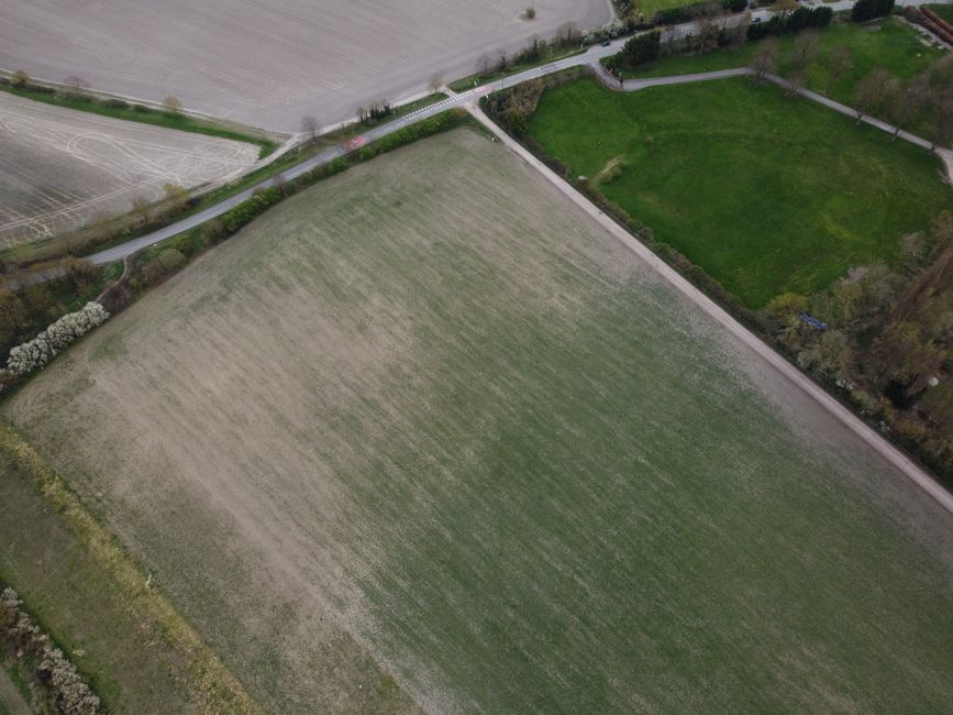 Seceta devastatoare afectează 55 de localități din Satu Mare: 71.600 hectare de culturi distruse