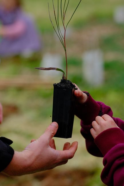 Alătură-te inițiativei verzi: plantăm 2.000 de puieți de salcâm la Țicleni