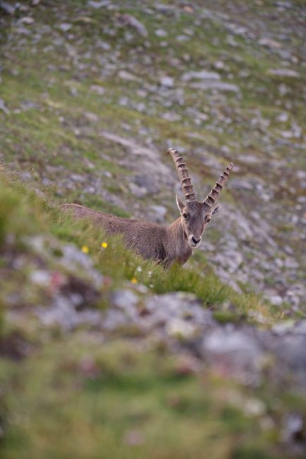 Descoperă fauna sălbatică impresionantă a Parcului Natural Grădiștea Muncelului-Cioclovina