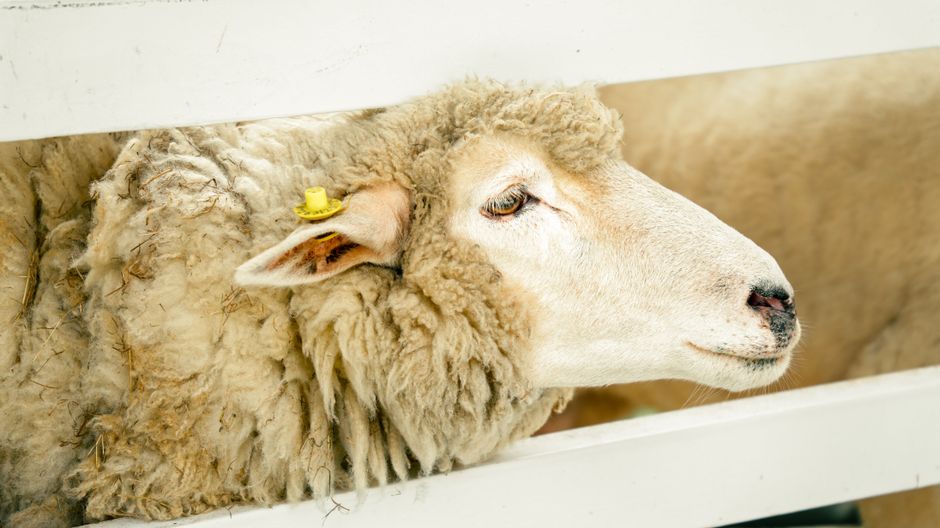 Crescătorii de ovine și caprine din Vrancea, în discuții esențiale despre sănătatea animalelor