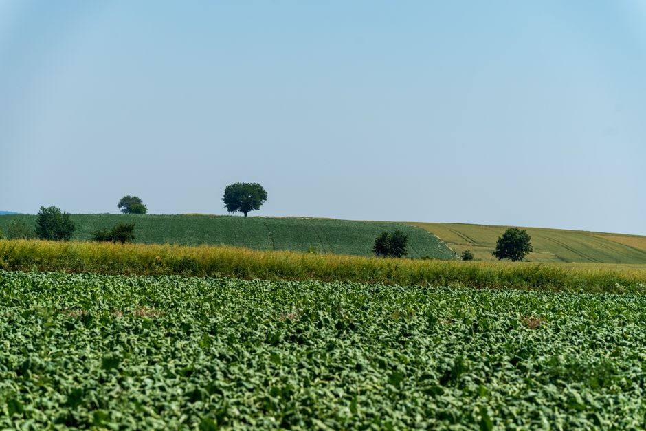 Provocările legumicultorilor din Maramureș: un an agricol plin de încercări