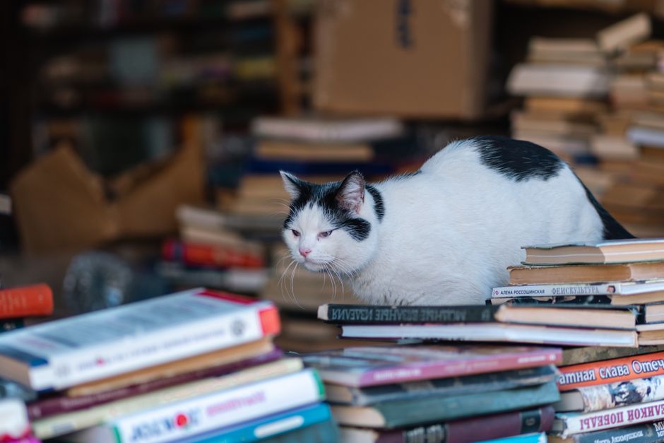 Descoperă biblioteca din Bangkok unde pisicile își fac de cap