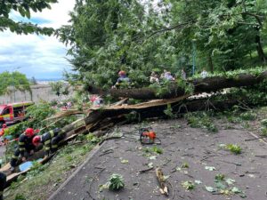 Aleea de sub Tâmpa: Tăierea arborilor periculoși continuă cu 26 de exemplare