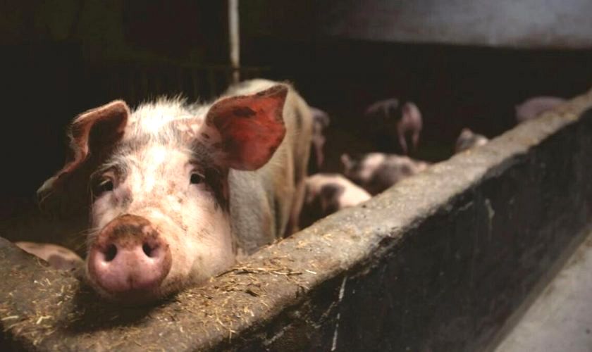 Ignatul porcilor: Sfaturi pentru evitarea incidentelor neplăcute în ziua sacrificării