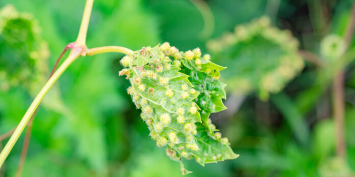 Impactul devastator al filoxerei asupra viticulturii: istorie și soluții